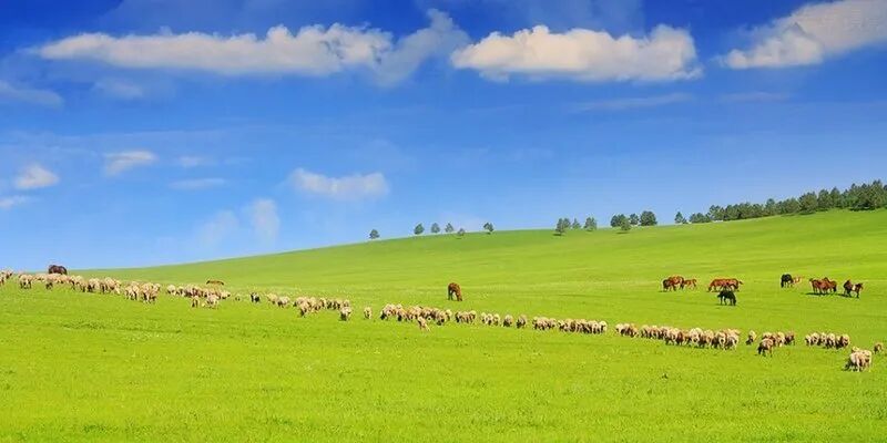 內蒙古呼倫貝爾大草原 by 老章攝影 夏日好風光 遍賞2013全國草原清涼美景套圖 第4張 內蒙古呼倫貝爾大草原 by 老章攝影 夏日好風光 遍賞2013全國草原清涼美景套圖 第4張